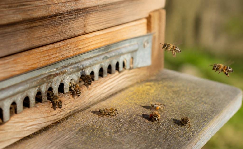 Abeille malade : comment reconnaître les signes et agir rapidement