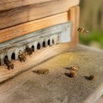 Abeille malade : comment reconnaître les signes et agir rapidement