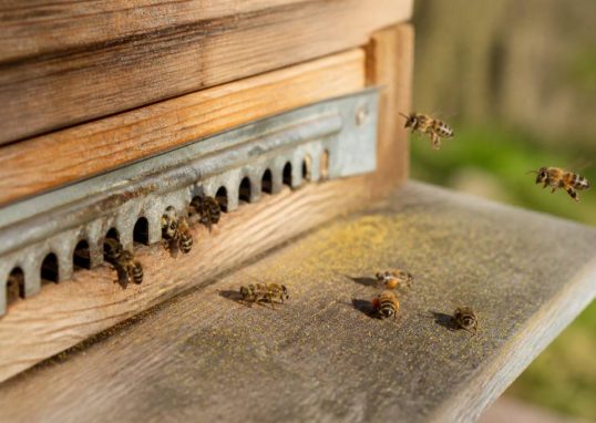 Abeille malade : comment reconnaître les signes et agir rapidement