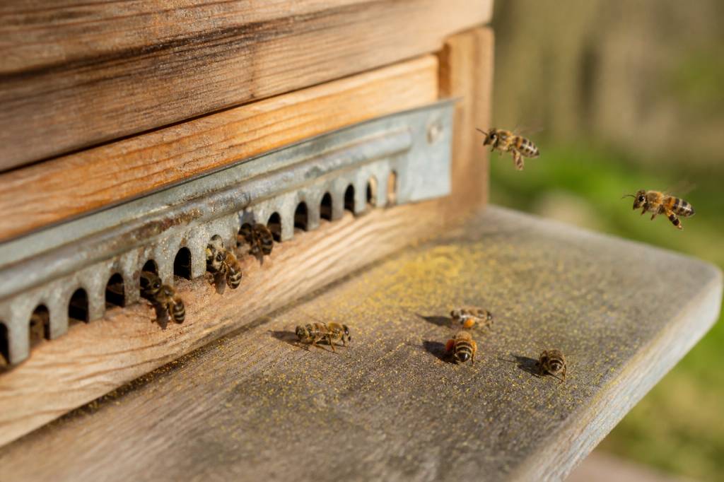 Abeille malade : comment reconnaître les signes et agir rapidement