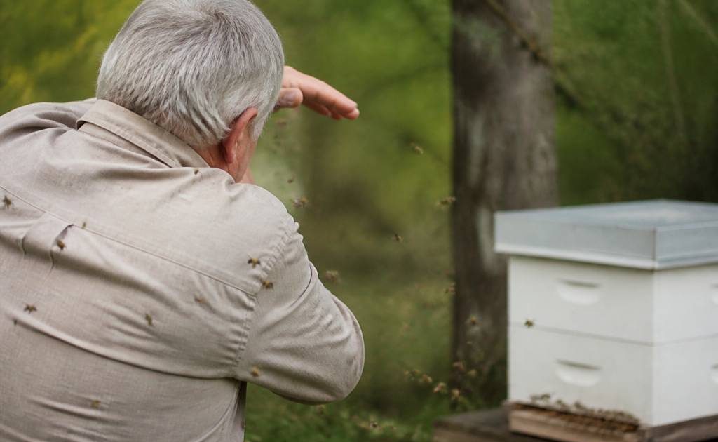 Attaque abeille : comment réagir et faire appel à un spécialiste