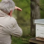 Attaque abeille : comment réagir et faire appel à un spécialiste