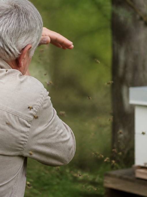 Attaque abeille : comment réagir et faire appel à un spécialiste