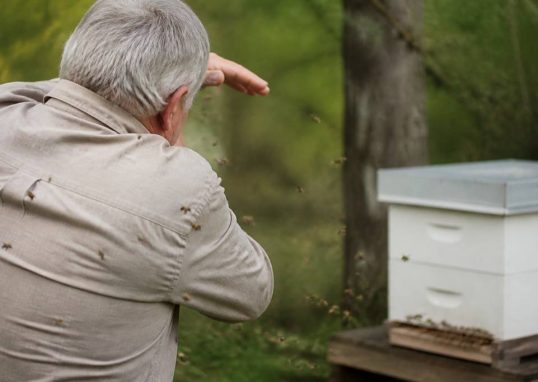 Attaque abeille : comment réagir et faire appel à un spécialiste