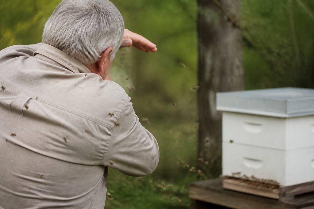 Attaque abeille : comment réagir et faire appel à un spécialiste