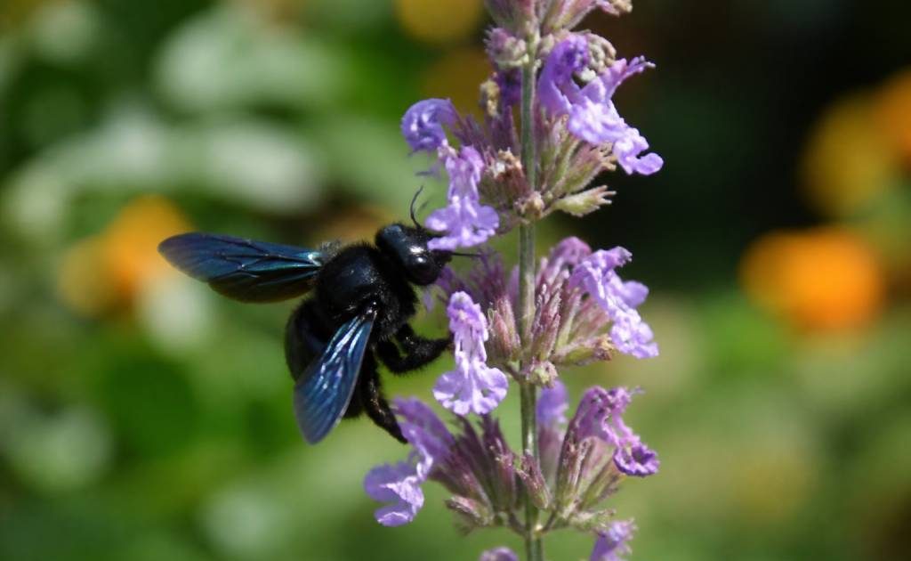Abeille charpentière piqure : comment réagir et faire appel à un expert rapidement
