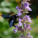 Abeille charpentière piqure : comment réagir et faire appel à un expert rapidement
