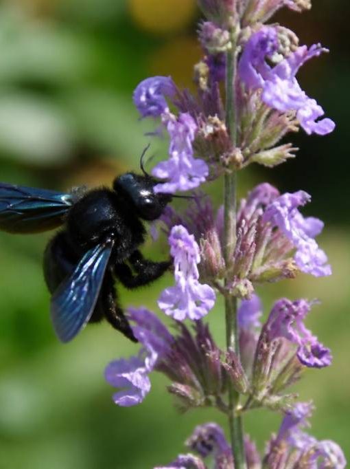 Abeille charpentière piqure : comment réagir et faire appel à un expert rapidement