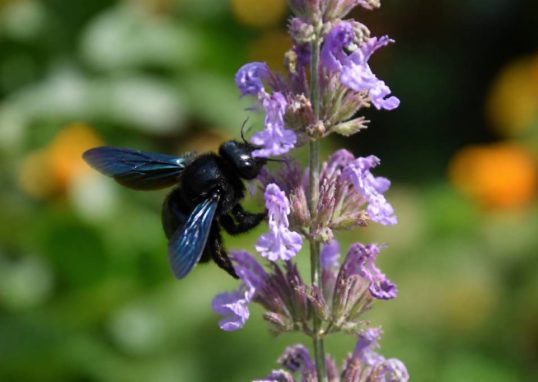 Abeille charpentière piqure : comment réagir et faire appel à un expert rapidement