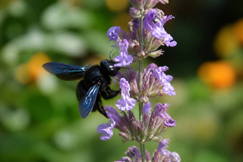 Abeille charpentière piqure : comment réagir et faire appel à un expert rapidement