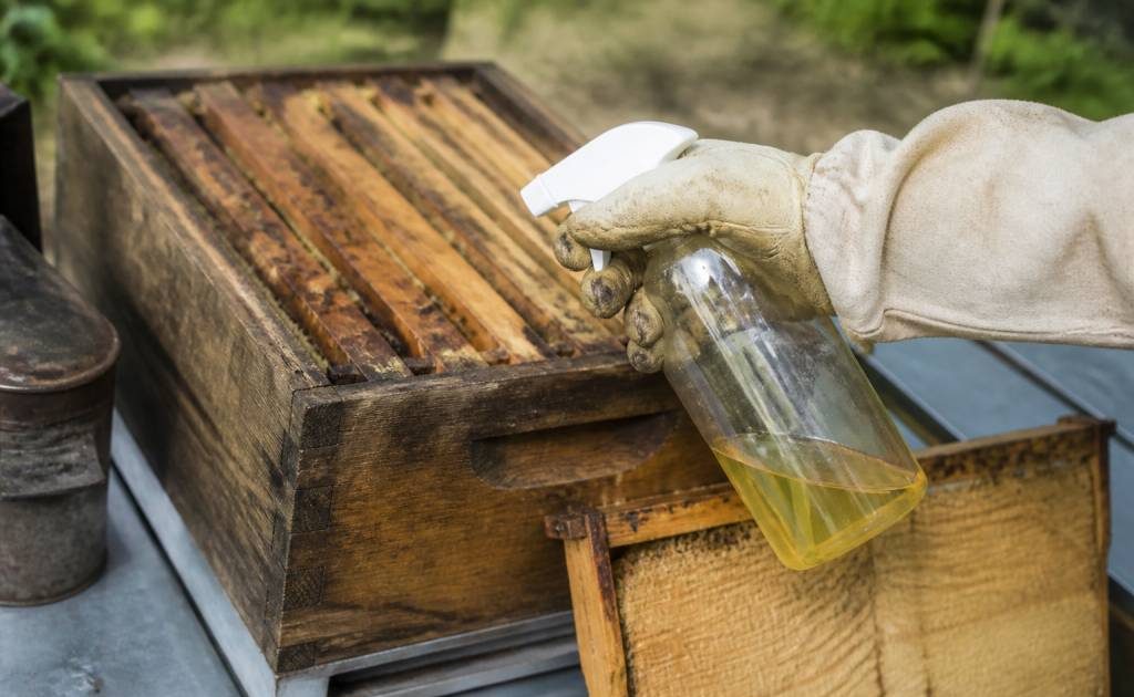 Fausse teigne vinaigre : usages et efficacité en apiculture