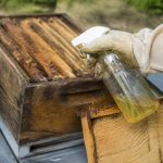 Fausse teigne vinaigre : usages et efficacité en apiculture