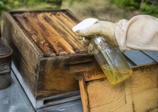Fausse teigne vinaigre : usages et efficacité en apiculture