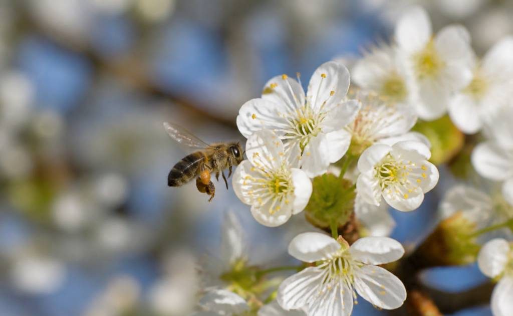 De quoi se nourrissent les abeilles et pourquoi leur alimentation est essentielle
