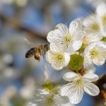 De quoi se nourrissent les abeilles et pourquoi leur alimentation est essentielle