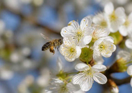 De quoi se nourrissent les abeilles et pourquoi leur alimentation est essentielle