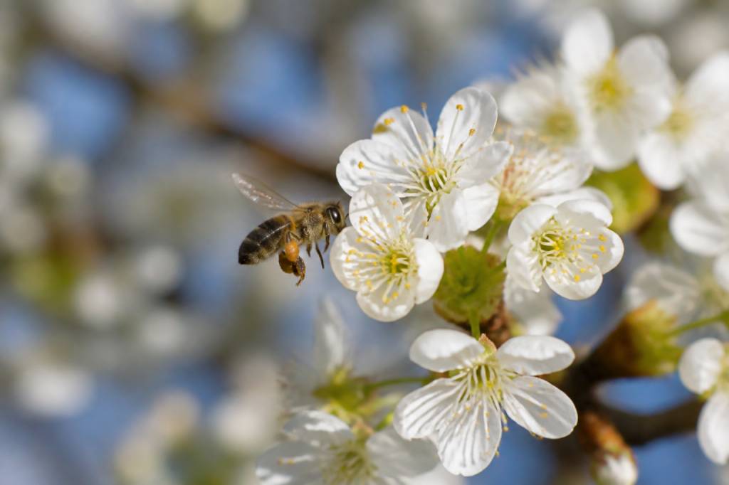 De quoi se nourrissent les abeilles et pourquoi leur alimentation est essentielle