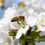 Nectar des fleurs et rôle essentiel pour les abeilles et l’apiculture