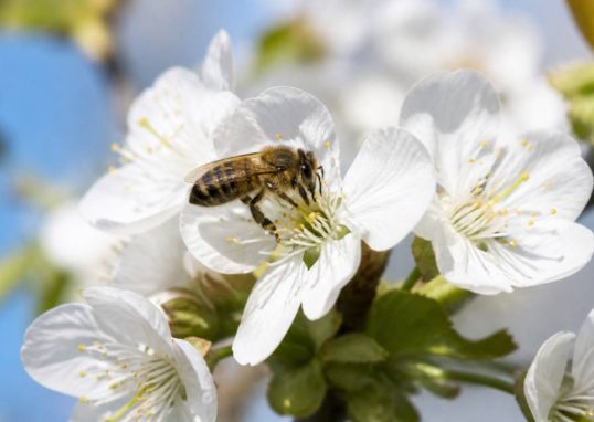 Nectar des fleurs et rôle essentiel pour les abeilles et l’apiculture