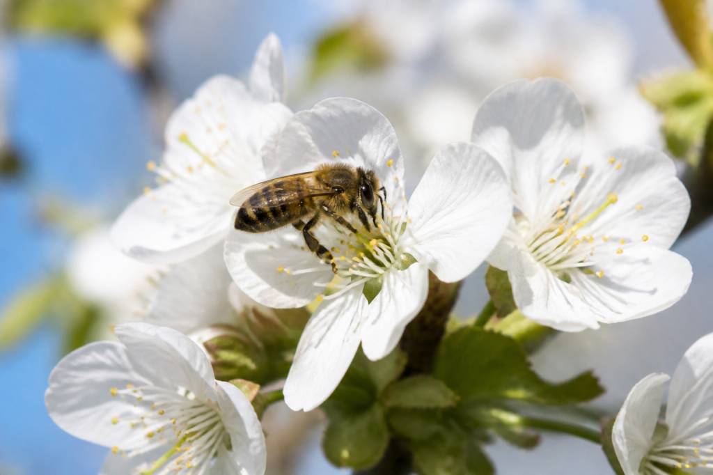 Nectar des fleurs et rôle essentiel pour les abeilles et l’apiculture