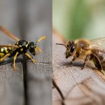 Quelle est la différence entre une guêpe et une abeille