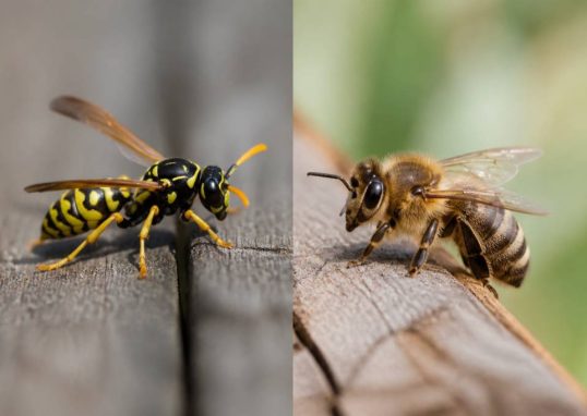 Quelle est la différence entre une guêpe et une abeille