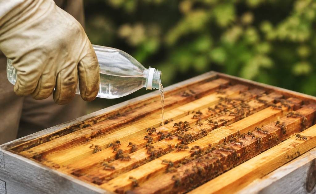 Acide formique en apiculture : traitement naturel contre le varroa et les parasites des ruches