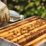 Acide formique en apiculture : traitement naturel contre le varroa et les parasites des ruches