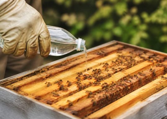 Acide formique en apiculture : traitement naturel contre le varroa et les parasites des ruches