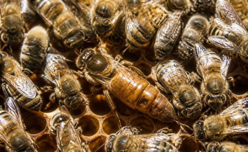 La reine abeille : rôle, comportement et importance dans la ruche
