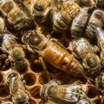 La reine abeille : rôle, comportement et importance dans la ruche