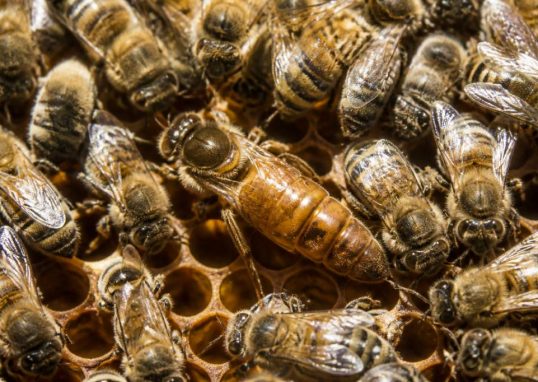 La reine abeille : rôle, comportement et importance dans la ruche