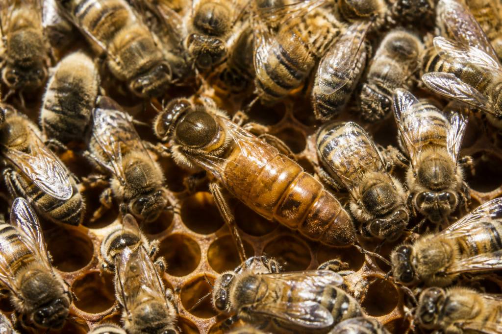 La reine abeille : rôle, comportement et importance dans la ruche