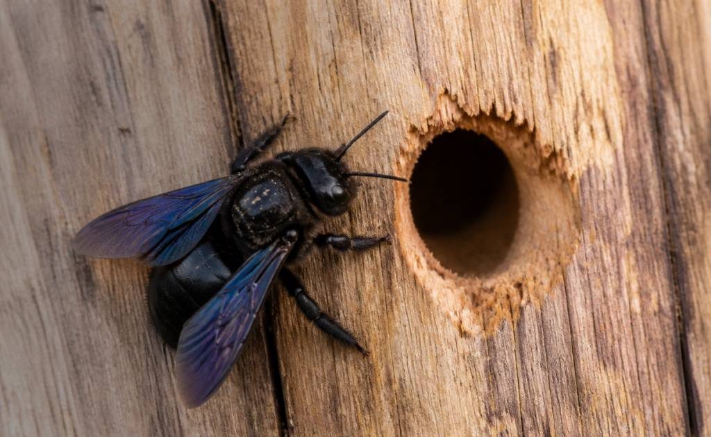 Abeille charpentière trou dans le bois : signes, risques et solutions