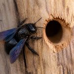 Abeille charpentière trou dans le bois : signes, risques et solutions