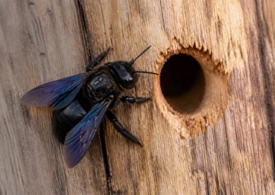 Abeille charpentière trou dans le bois : signes, risques et solutions
