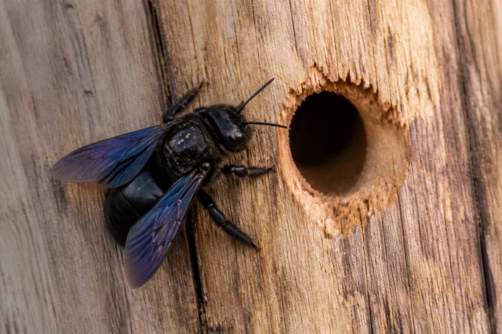 Abeille charpentière trou dans le bois : signes, risques et solutions