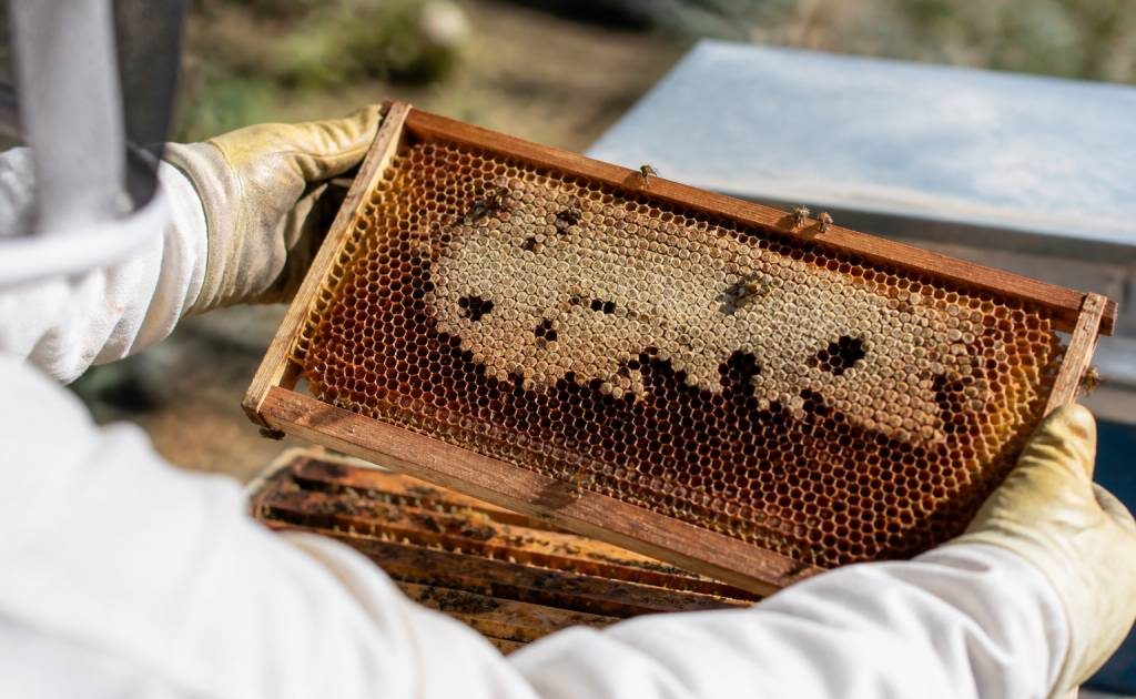 Teigne abeilles : comment protéger votre ruche des dégâts