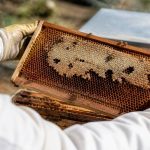 Teigne abeilles : comment protéger votre ruche des dégâts