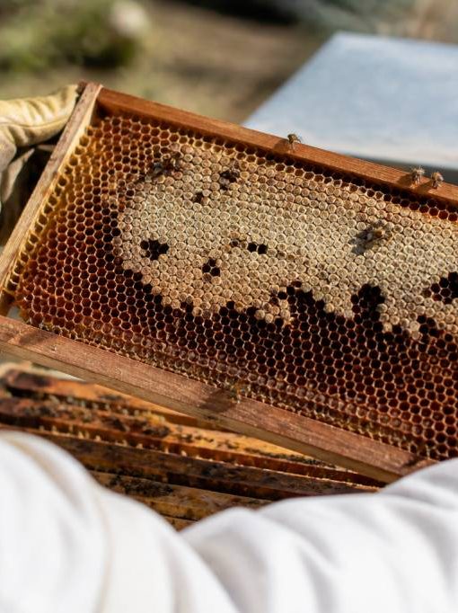 Teigne abeilles : comment protéger votre ruche des dégâts