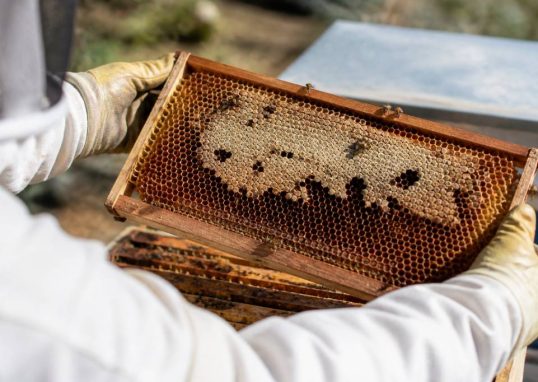 Teigne abeilles : comment protéger votre ruche des dégâts