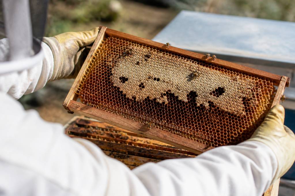 Teigne abeilles : comment protéger votre ruche des dégâts