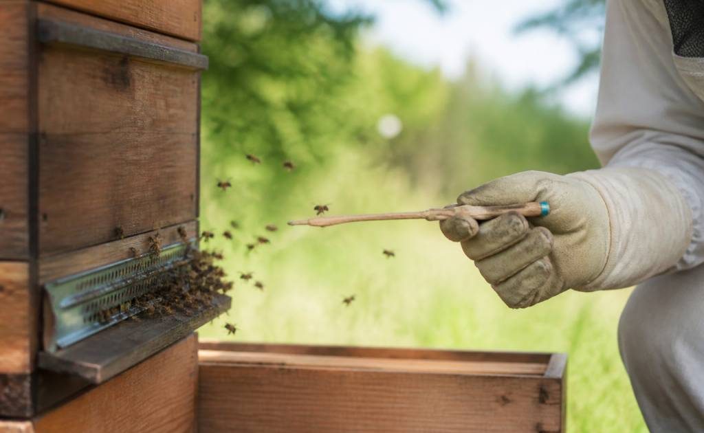 Apipuncture en apiculture : usages, risques et solutions pour protéger les ruches