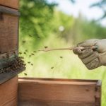 Apipuncture en apiculture : usages, risques et solutions pour protéger les ruches