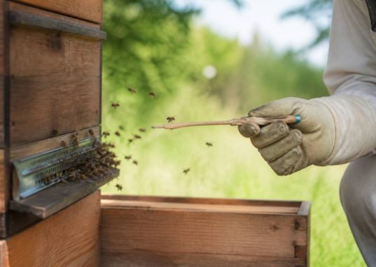 Apipuncture en apiculture : usages, risques et solutions pour protéger les ruches