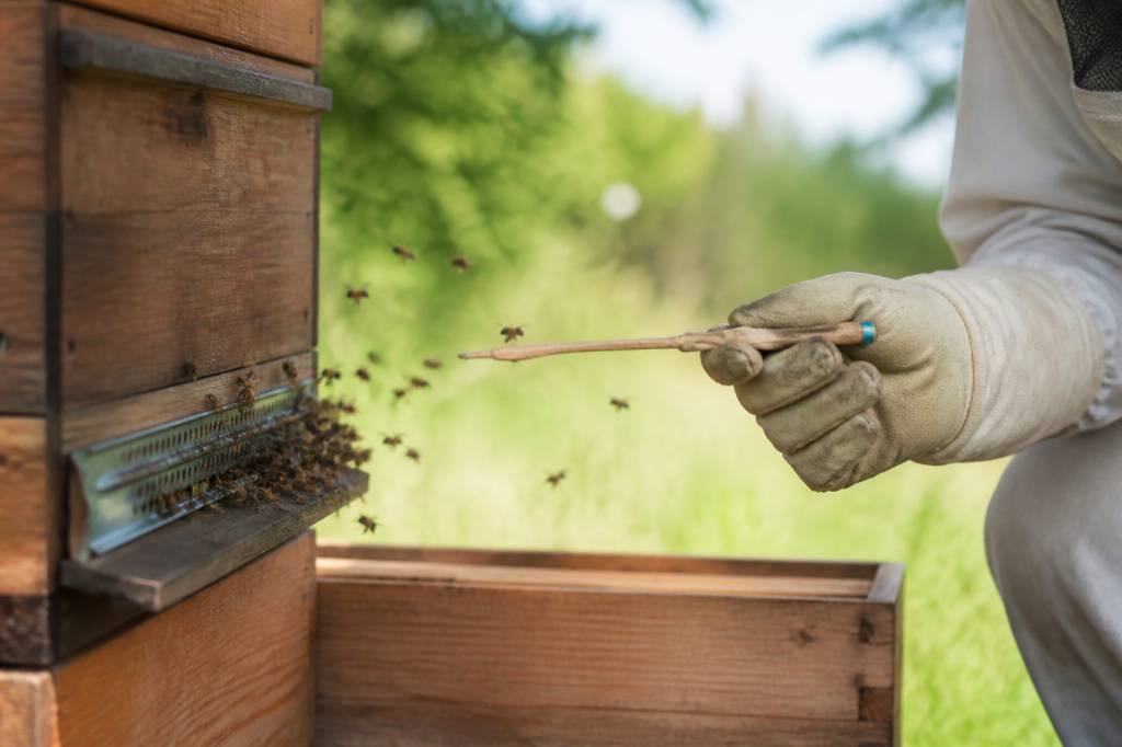 Apipuncture en apiculture : usages, risques et solutions pour protéger les ruches