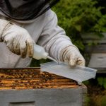 Acide formique utilisation en apiculture pour lutter contre le varroa