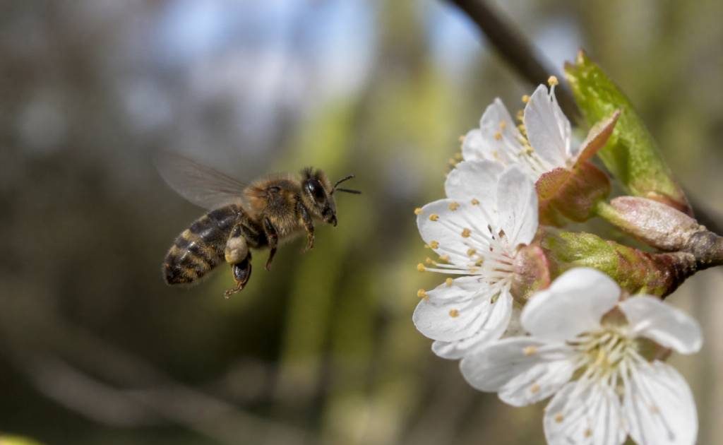Abeilles espèces : comprendre les différentes espèces et mieux les protéger