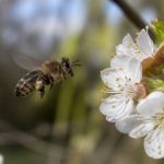 Abeilles espèces : comprendre les différentes espèces et mieux les protéger