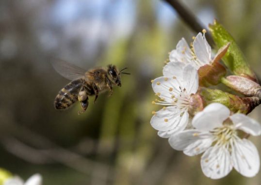 Abeilles espèces : comprendre les différentes espèces et mieux les protéger